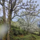 重庆旅游 缩略图 16