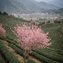 杭州旅游 缩略图 8