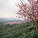 杭州旅游 缩略图 4