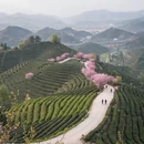 杭州旅游 缩略图 5