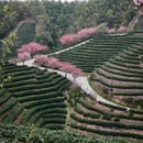 杭州旅游 缩略图 10