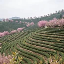 杭州旅游 缩略图 6