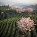 杭州旅游 缩略图 7