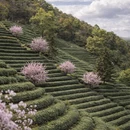 杭州旅游 缩略图 3