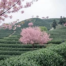 杭州旅游 缩略图 11