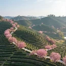 杭州旅游 缩略图 2