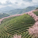 杭州旅游 缩略图 4