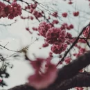 大理州旅游 缩略图 3