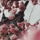 大理州旅游 缩略图 11
