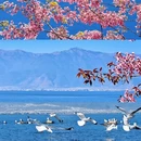 大理州旅游 缩略图 1