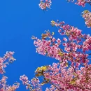 大理州旅游 缩略图 7