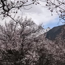林芝旅游 缩略图 3