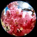 林芝旅游 缩略图 2