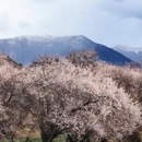林芝旅游 缩略图 4