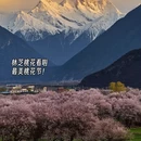 林芝旅游 缩略图 5