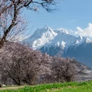 林芝旅游 缩略图 5