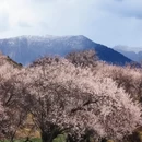 林芝旅游 缩略图 3