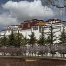 拉萨旅游 缩略图 9