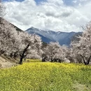 拉萨旅游 缩略图 16