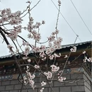 林芝旅游 缩略图 15