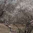 林芝旅游 缩略图 10