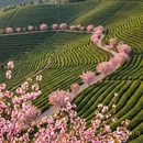 杭州旅游 缩略图 3