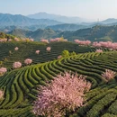 杭州旅游 缩略图 1