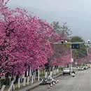 大理州旅游 缩略图 1