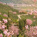 杭州旅游 缩略图 4