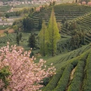 杭州旅游 缩略图 5