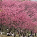 大理州旅游 缩略图 3