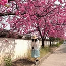 大理州旅游 缩略图 2