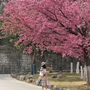大理州旅游 缩略图 4