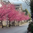 大理州旅游 缩略图 9