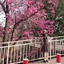 大理州旅游 缩略图 15
