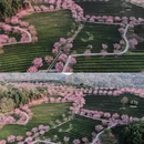 温州旅游 缩略图 1