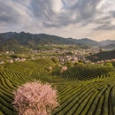 杭州旅游 缩略图 6