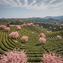 杭州旅游 缩略图 5