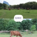 贺州旅游 缩略图 4