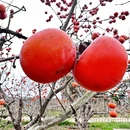 贺州旅游 缩略图 6