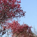 桂林旅游 缩略图 6