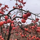 贺州旅游 缩略图 5