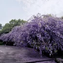 桂林旅游 缩略图 1