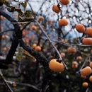 桂林旅游 缩略图 15