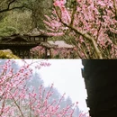 河池旅游 缩略图 6