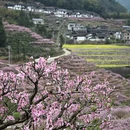 宁德旅游 缩略图 2