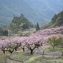 宁德旅游 缩略图 6