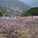 宁德旅游 缩略图 16