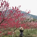 重庆旅游 缩略图 5
