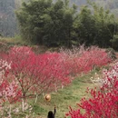 重庆旅游 缩略图 4